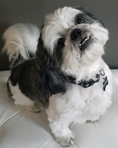 a black and white dog is sitting on a couch